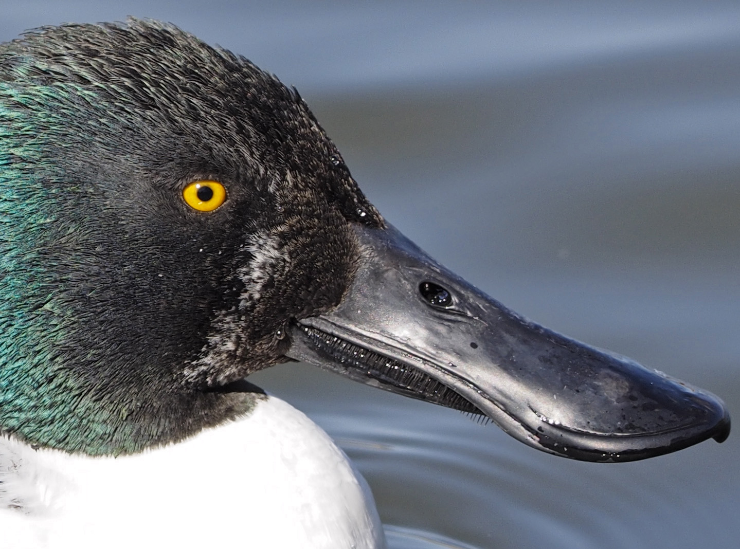 E-M1+ED300で撮る昆陽池の野鳥たち_a0110584_08291297.jpg