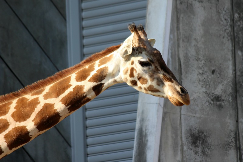 東山動物園いろいろ_a0127090_21542680.jpg