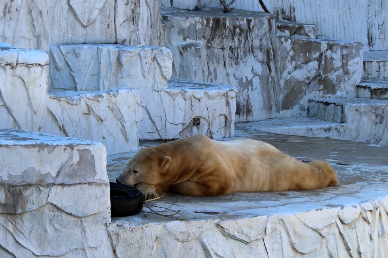 東山動物園いろいろ_a0127090_21562299.jpg