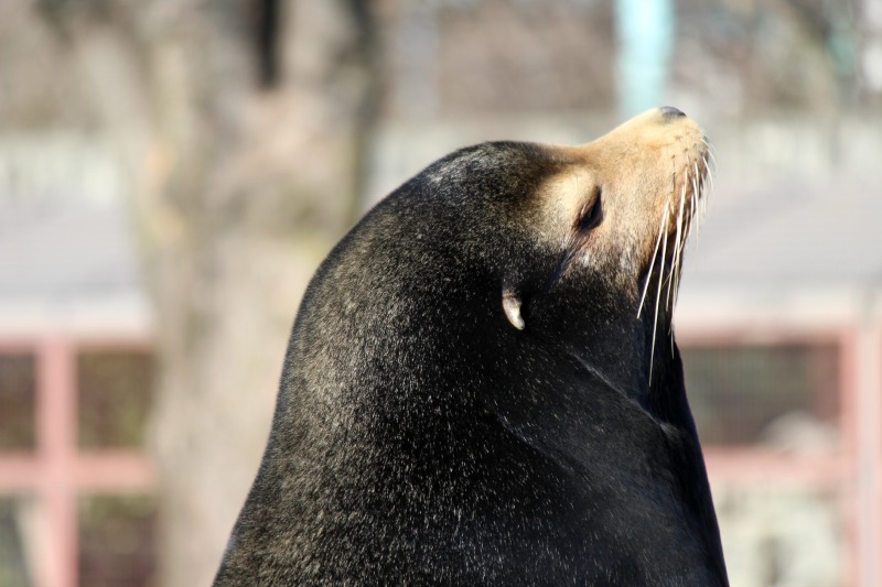 東山動物園いろいろ_a0127090_21582339.jpg