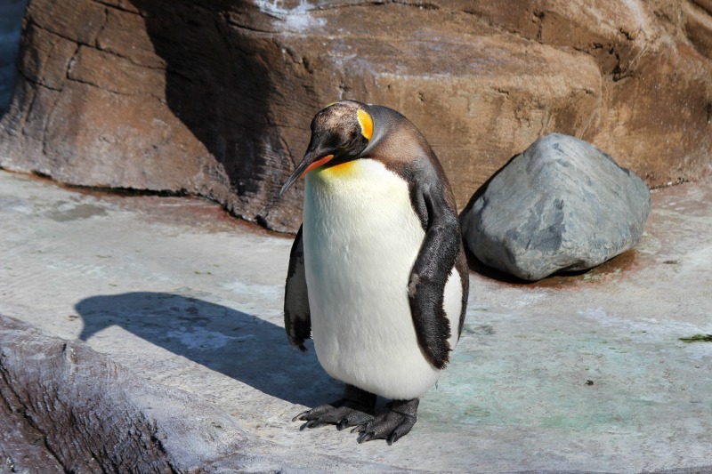 東山動物園いろいろ_a0127090_2202460.jpg