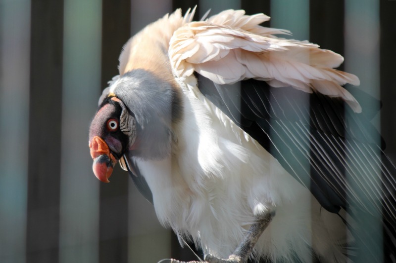 東山動物園いろいろ_a0127090_2221325.jpg