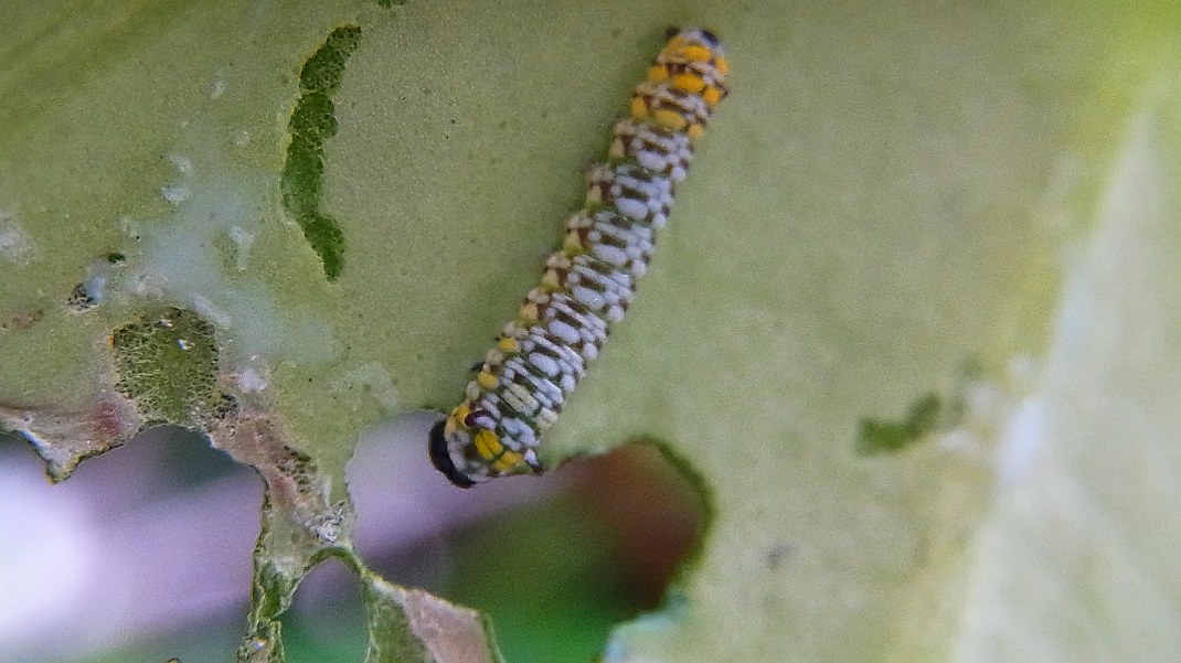 a0152692_1831307.jpg