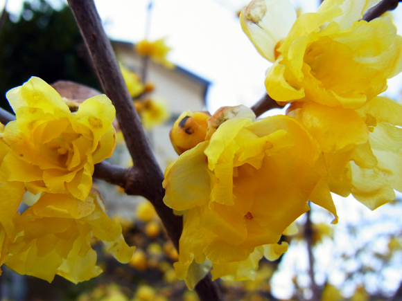 e0083517_20131761.jpg