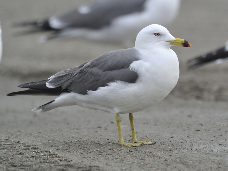 海辺の鳥たち_d0155021_23131229.jpg