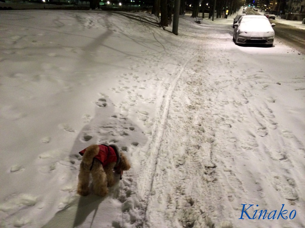 雪の中の散歩２　－　Promenad i snön 2_e0250023_722826.jpg