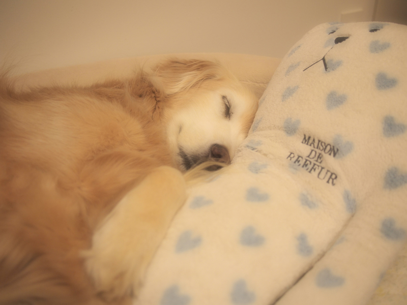 にちようび_f0227228_0315797.jpg