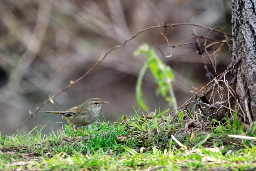 カワセミ池の野鳥_d0148541_20185476.jpg