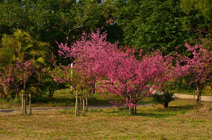 桜満開、春が来た？_b0288942_92024.jpg