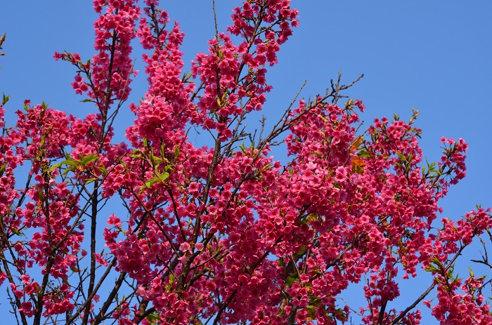 桜満開、春が来た？_b0288942_9252525.jpg