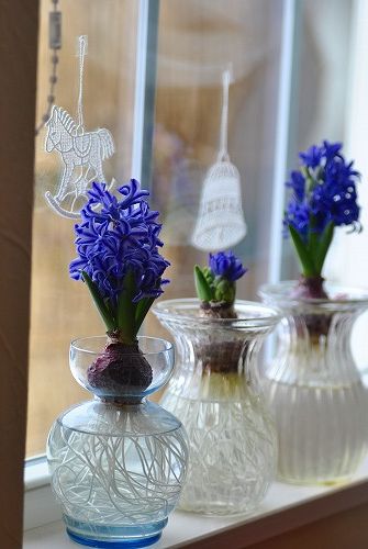 紫のヒヤシンス Flower Firenze 紫のヒヤシンス Flower Firenze