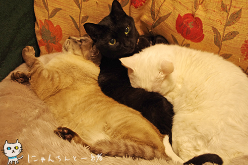 たまにはいいじゃん_e0031853_22364537.jpg