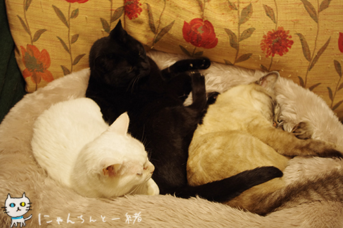 たまにはいいじゃん_e0031853_2237787.jpg