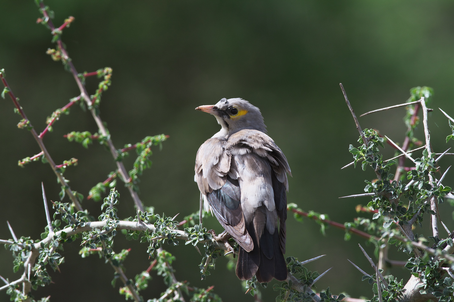トサカムクドリ Wattled Starling ぼちぼち と 野鳥大好き O トサカムクドリ Wattled Starling ぼちぼち と 野鳥大好き O