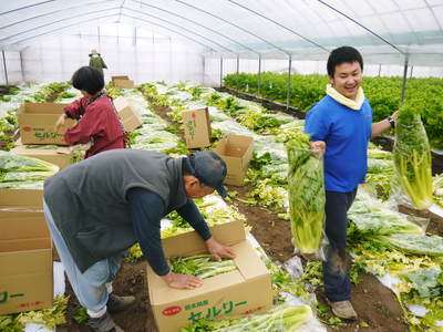 熊本セロリ「清正人参」 出荷の様子!_a0254656_19283741.jpg