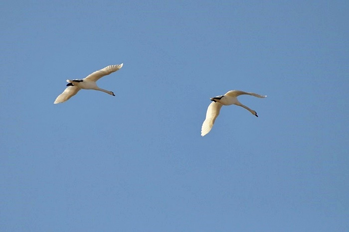 Mute Swans_a0126969_682759.jpg