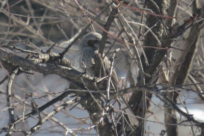 オルガン橋と、冬の鳥たち～♪_f0182173_2163587.jpg