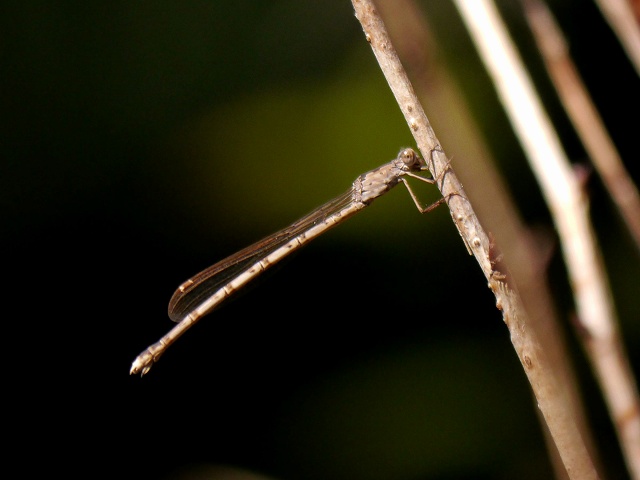d0088184_2151264.jpg