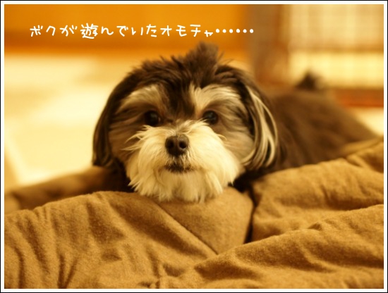 寝相が良い犬もいれば、悪い犬もいる_e0290293_7335527.jpg