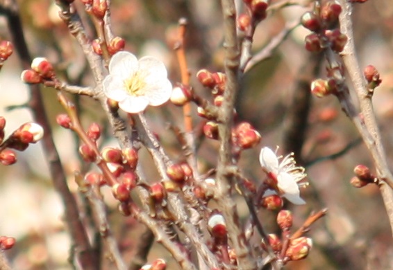 d0145794_15302015.jpg