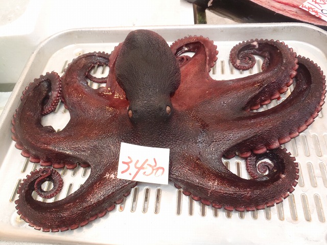 石鎚山~四国遊食!_c0147398_11564896.jpg