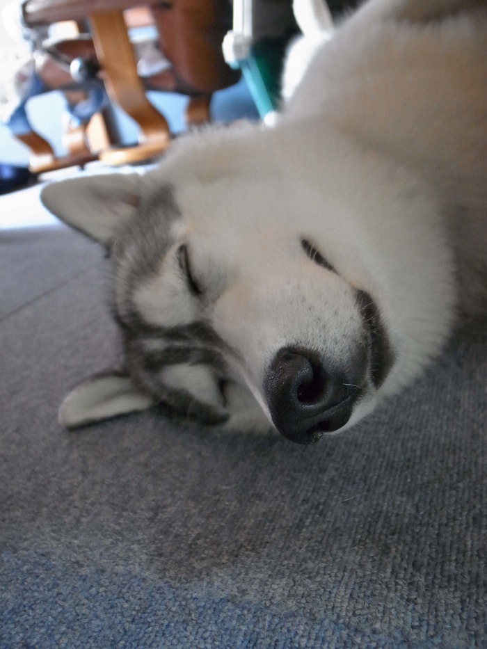c0049299_20233423.jpg