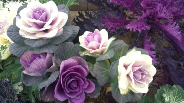 葉牡丹 ハボタン 種類が多い ２０１４ ２ ４ 徳ちゃん便り