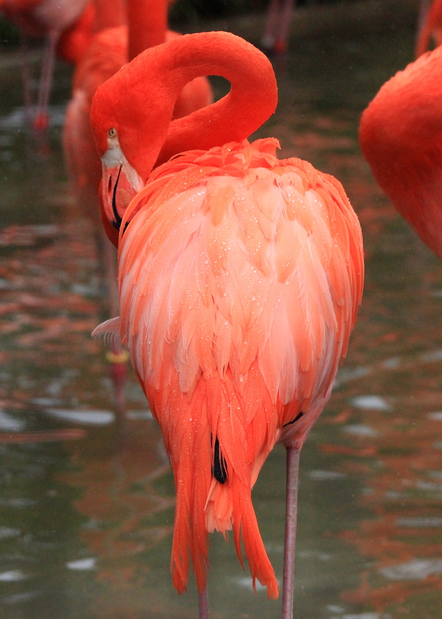 雨の日の動物園　鳥たち_a0272917_18391546.jpg