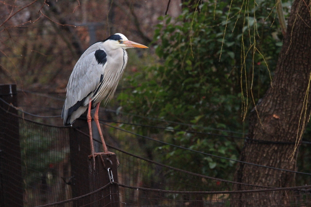 雨の日の動物園　鳥たち_a0272917_18433379.jpg