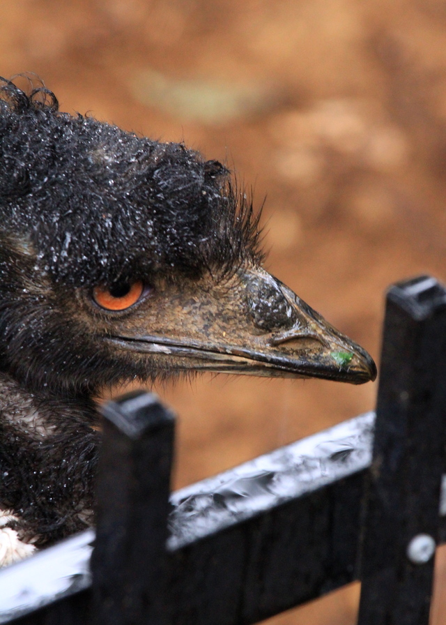 雨の日の動物園　鳥たち_a0272917_1843619.jpg