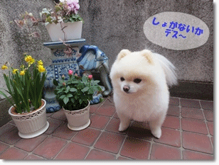 b0167519_21252699.gif