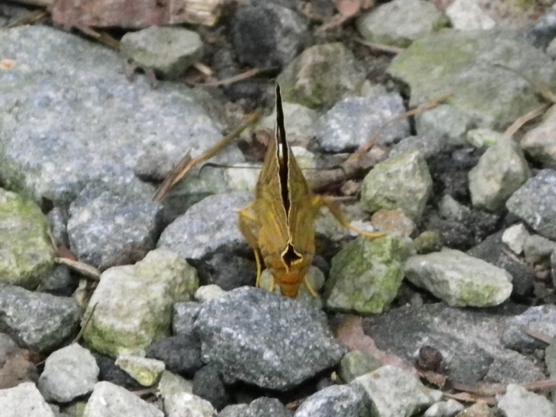 ・・・前の想い出 キバネセセリ_d0254540_19485623.jpg