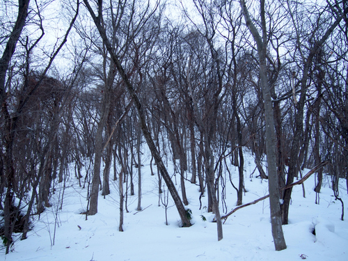 ★ 2014.2.3 藻岩山 地蔵裏コース_e0105954_915856.jpg