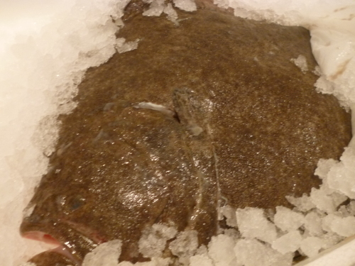 今日の魚です。_e0252966_15231241.jpg