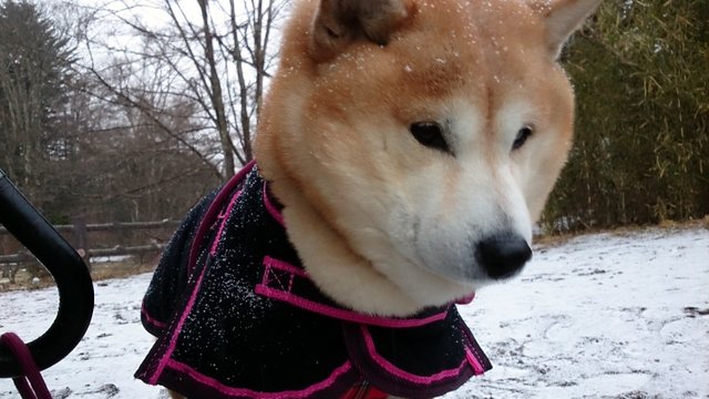b0274270_11115120.jpg