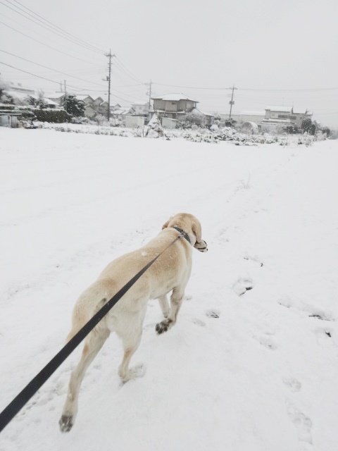 ピースと雪の日_f0207979_2331156.jpg