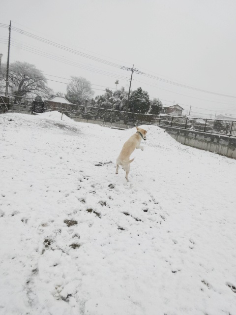 ピースと雪の日_f0207979_23365149.jpg