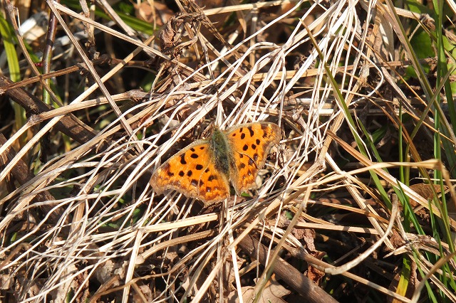 e0070891_1245960.jpg