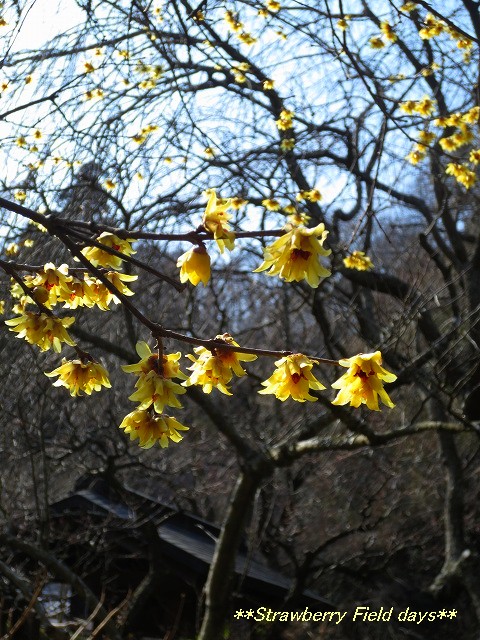 c0087094_16551061.jpg