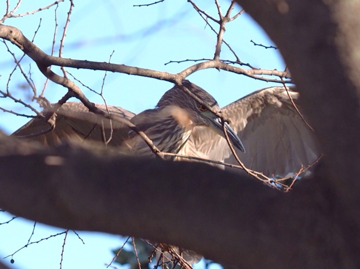 2014年1月14日 あとひと月&ゴイサギ/五位鷺/(Black-crowned)Night Heron_f0108797_11383657.jpg