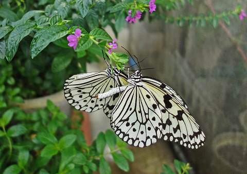 ぐんま昆虫の森オオゴマダラ 花蝶風月