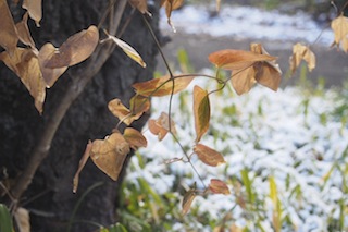 天気予報通り雪_c0248013_15375615.jpg