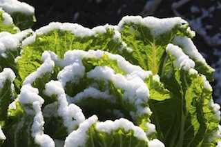 天気予報通り雪_c0248013_15455262.jpg