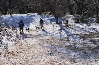 天気予報通り雪_c0248013_1610245.jpg