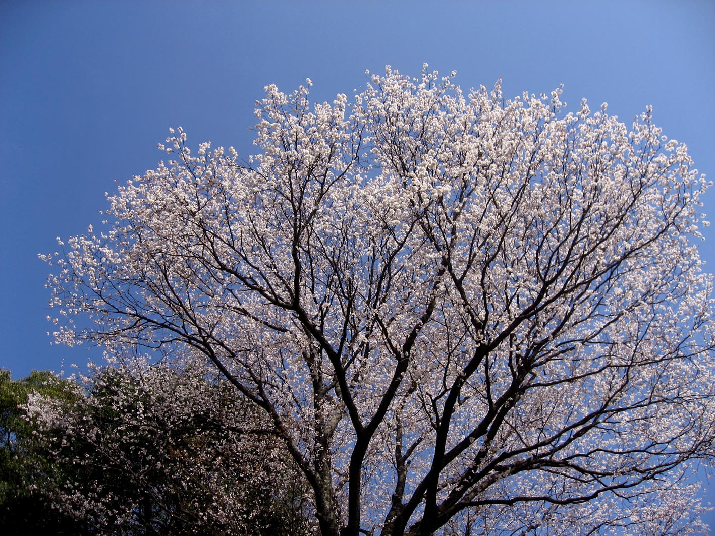■「桜」への詫び状_d0190217_1432715.jpg