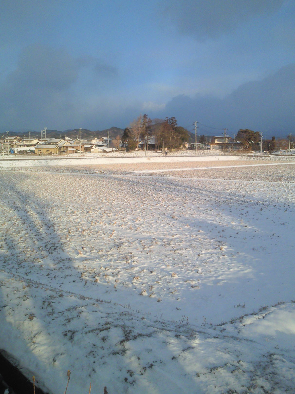 雪をしのぎ、八重の桜を見たい_c0193136_7294389.jpg