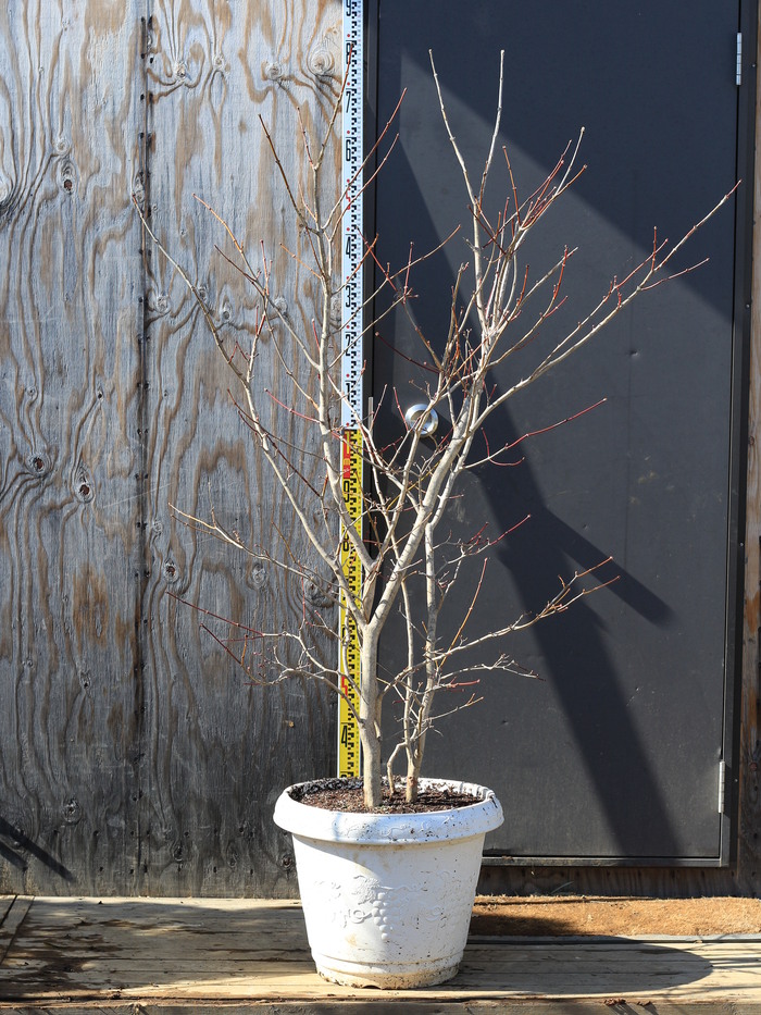 06 山採り　ヒナウチワカエデ 楽天市場】山採り【ヒナウチワカエデ】楓 株立ち 自然風樹形