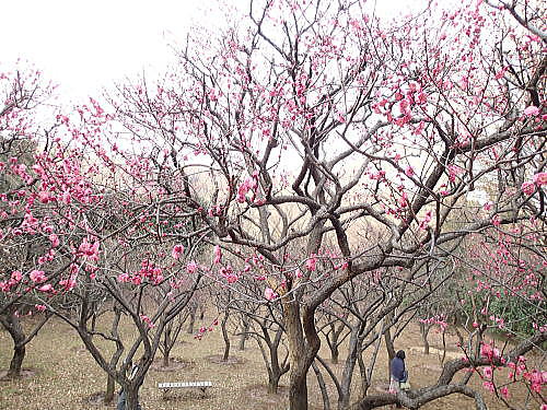 梅と桜と節分_f0094843_126080.jpg