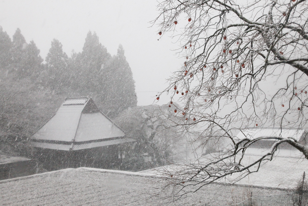 宇陀市　室生　西光寺　柿の木と雪_c0108146_21511156.jpg