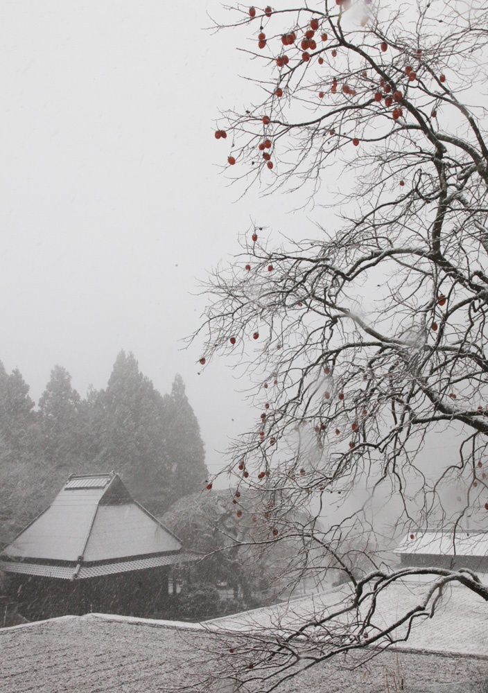 宇陀市　室生　西光寺　柿の木と雪_c0108146_21514946.jpg